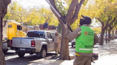 Operativo de despeje de luminarias y corte de ramas en Capital