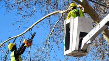 Nuevo operativo de arbolado público en la Ciudad