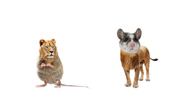 Más vale ser cabeza de ratón que cola de león