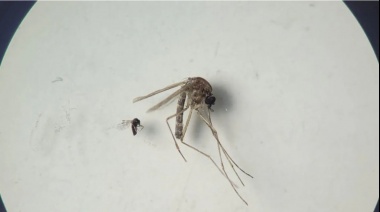 Los riesgos del virus de Oropouche que avanza en América Latina