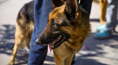 Castración gratuita y vacunación antirrábica para perros y gatos