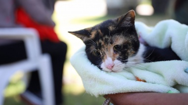 La Ciudad refuerza la esterilizaciónn para perros y gatos