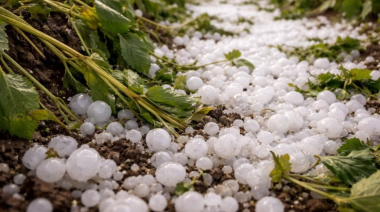 El Gobierno activa el protocolo de ayuda para productores víctimas de granizo