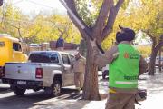 Operativo de despeje de luminarias y corte de ramas en Capital