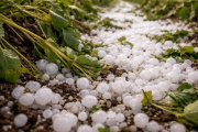 El Gobierno activa el protocolo de ayuda para productores víctimas de granizo