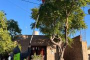 Rivadavia se prepara para la temporada de poda: faltan 11 días para su inicio